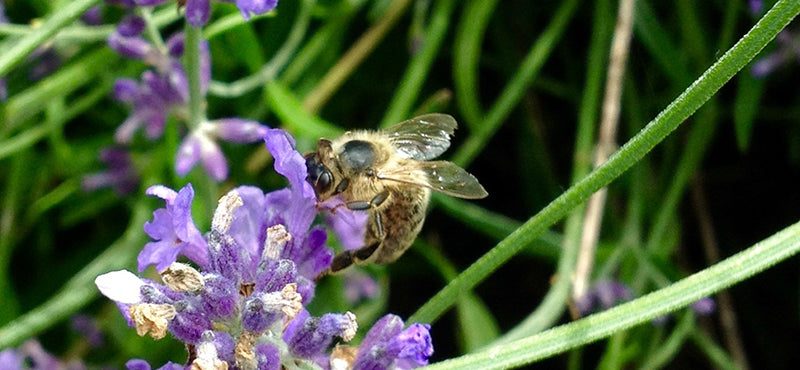 Biene auf Lavendel