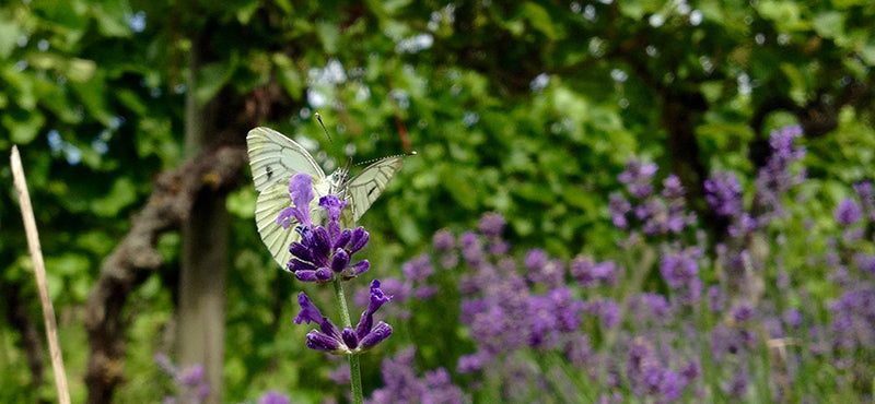 Falter auf Lavendel im Weinberg
