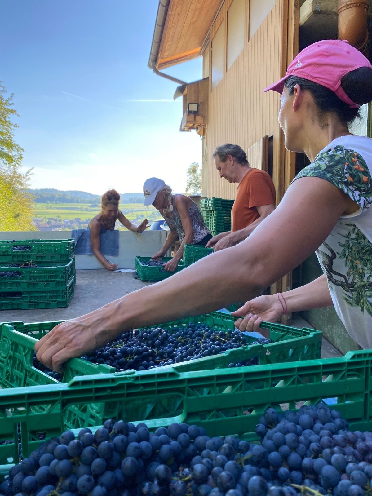 Helferinnen bei der Ernte
