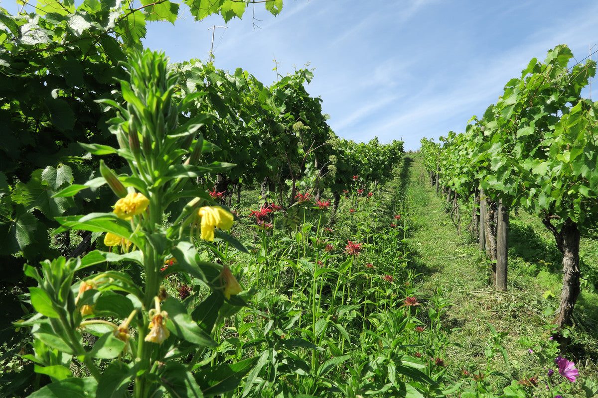 Weinberg am Iselisberg