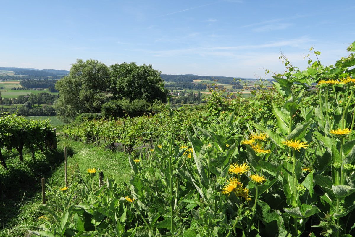 Sommer im Weinberg