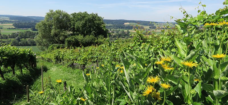 Blühende Rebzeilen am Iselisberg
