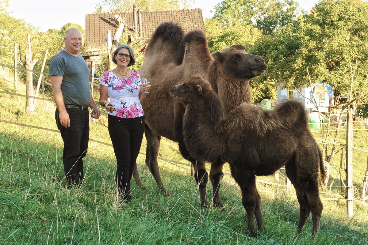 Guido Lenz und Marlen Karlen mit den Kamelen