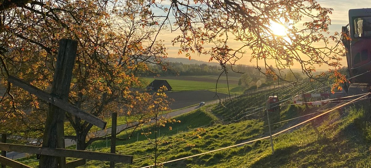 Gemeinsame Arbeit im Weinberg
