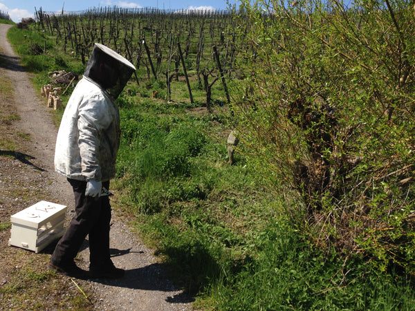 Eine neue Residenz für die Bienenkönigin
