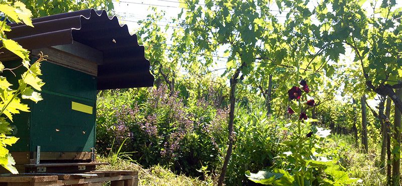 Bienen im Iselisberg