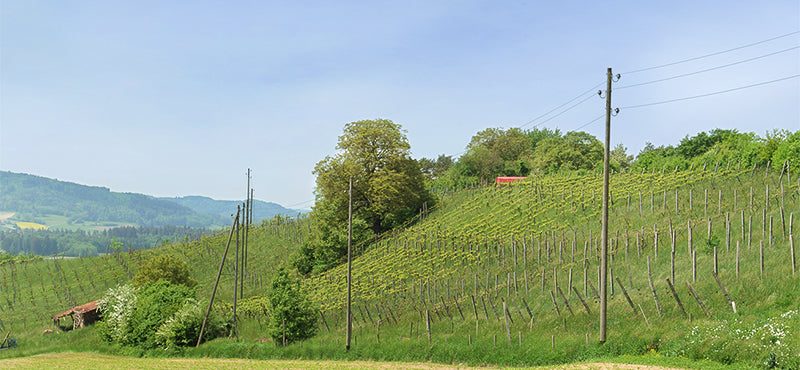 Weinberg bei Dorf