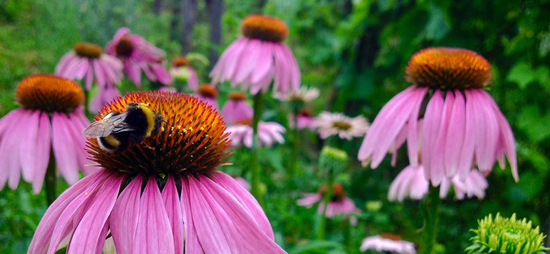 Hummel auf Sonnenhut (Echinacea)