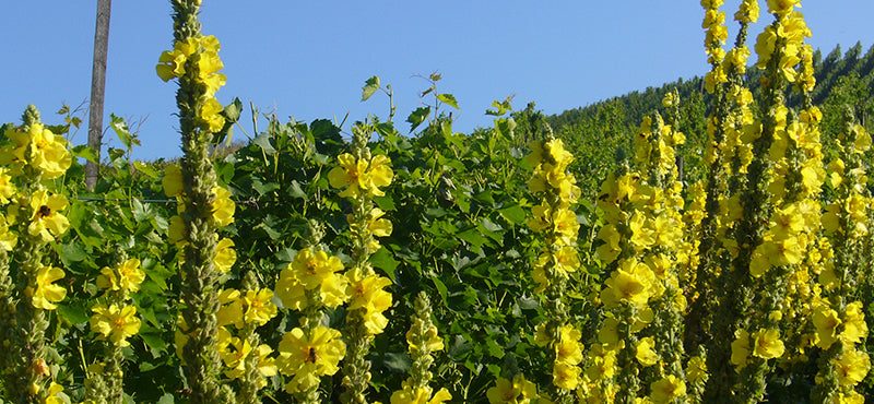 Engelwurz im Weinberg