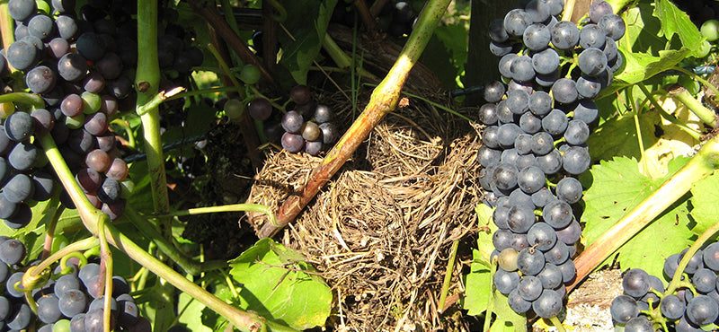 Vogelnest im Rebberg