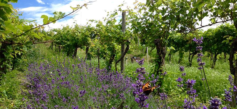 Biodiversität auf dem Iselisberg
