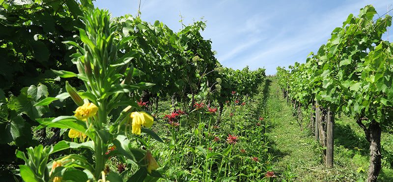 Biodiversität im Weinberg